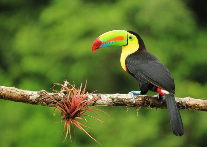 Tropikalny Duet: Kolonialna Panama i Dzika Kostaryka